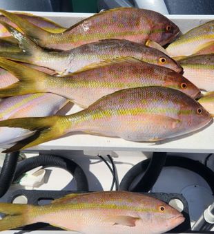 Snapper Haul Of The Day In Key West